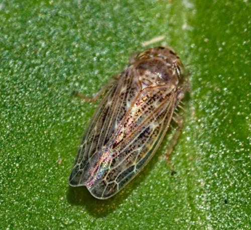 Réf. 326 172 : Euscelidius sp.